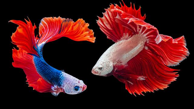 20+ Ide Usaha Rumahan Modal 50 Ribu, Pasti Untung Banyak!