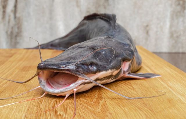 Usaha di Kampung Modal 5 Juta